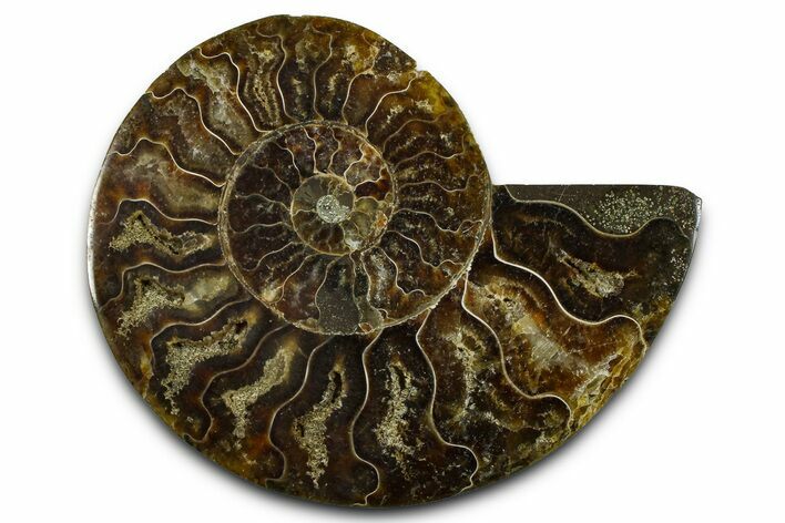 Cut & Polished Ammonite Fossil (Half) - Madagascar #377614